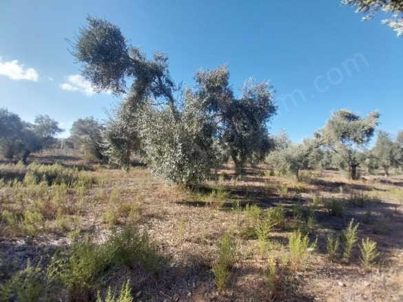 Mumcular Mah. Bodrum Satılık Arsa |  3250M2 7.000.000Tl Resim-5