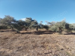 Bodrum Mumcular Mah. Satılık Arsa 3250 M2