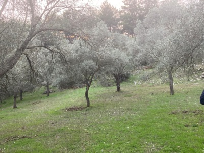 Satılık Tarla Zeytinli Kızılağaç Mh Çilek Mevki Bodrum Mah Fc Group