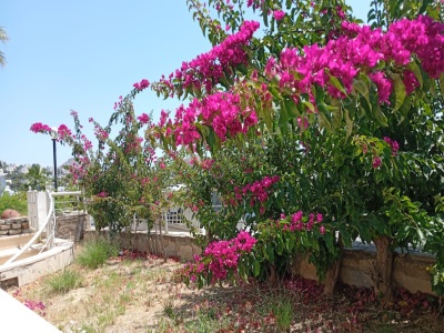 Akyarlarda Deniz Kenarında Plajı Olan Sitede Ultra Lüks Eşyalı 1+0 Giriş Katı Kiralık Daire Bodrum Akyarlar Mah Fc Group