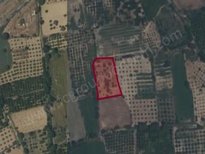 Buharkent Ortakçı Mahallesi Kamışlar Mevkii Satılık Tarla Fc Group Mah