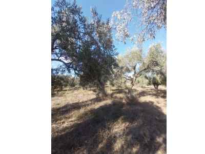 Grundstück Kaufen In  Türkei, Mugla, Bodrum, Mumcular Str. , 3250 m2