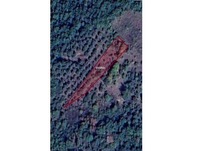 İznik Derbentte Göl Manzaralı Zeytinlik Satılık Arazi Derbent Mah