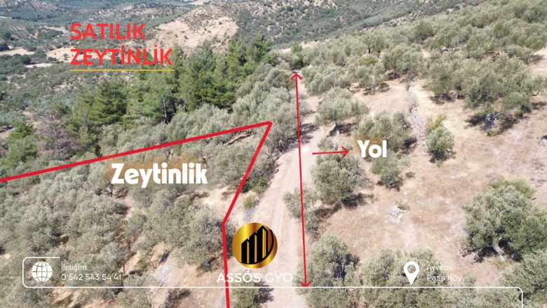 Satılık Tarla Zeytinlik — Ayvacık Paşaköy Assosa Yakın Yola Cepheli 2 203 M² Altı Mah-Paşaköy Köyü