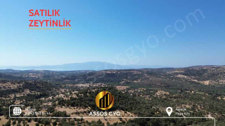 Satılık Tarla Zeytinlik — Ayvacık Paşaköy Assosa Yakın Yola Cepheli 2 203 M² Altı Mah-Paşaköy Köyü