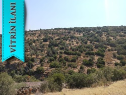 Ayvacık Bektaş Köyü Satılık Tarla 7960 M2