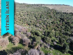 Ayvacık Tabaklar Köyü Satılık Tarla 8000 M2