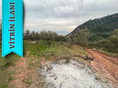 Sazlı Köyü Sahilinde Satılık Tarla Deniz Manzaralı Zeytinlik Ayvacık