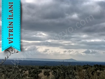 Bozcaada Manzaralı Satılık Tarla Zeytinlik Ezine Mecidiye Köyü