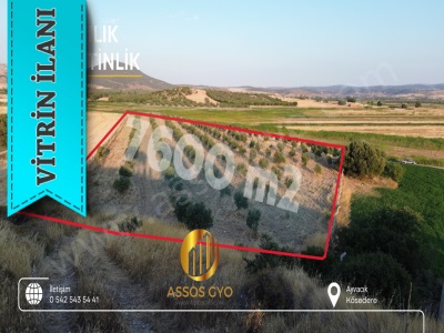 Ayvacık Kösederede 7 600 M² + 47 000 Tel Çevrili Zeytinlik Satılık Tarla Çamoba Mah-Kösedere Köyü