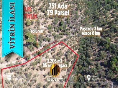 Satılık Tarla Zeytinlik — Ayvacık Paşaköy Assosa Yakın Yola Cepheli 2 203 M² Altı Mah-Paşaköy Köyü