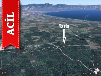 Saray Dan Yenigürle De Ana Asfalt Ta Bakımlı Zeytinlik Meyvelik Acil Satılık Arazi Orhangazi Mah