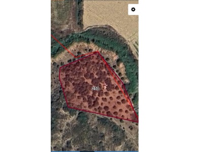 Hataylı Arsuz İlçesi Kışla Mahallesinde Satılık Tarla 2500 Metre² Zeytin Sı Mah