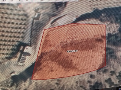 Arsuz Madenli Mahallesinde Hado Karşısı Ana Yolda 1500 Metre Mesafe Satılık Tarla 5600 M2 Mah