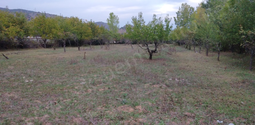 Ede Köyü Zile Satılık Tarla |  5000M2 5.500.000Tl Resim-3