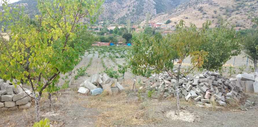 Satlık Bahçe Satılık Bağ Tokat Turhal iğdeli Mah-Kazancı Köyü