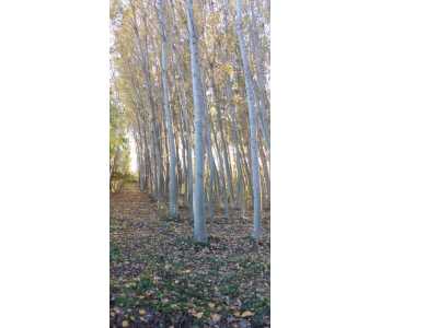 Field For Sale in  Turkey, Tokat, Turhal, Ucgozen neighborhood-Senyurt Koyu. , 15000 m2