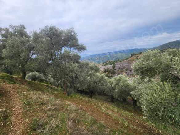 Satılık Arsa Efeler Konukluda 5681 79M² Zeytinlik Konuklu Mah