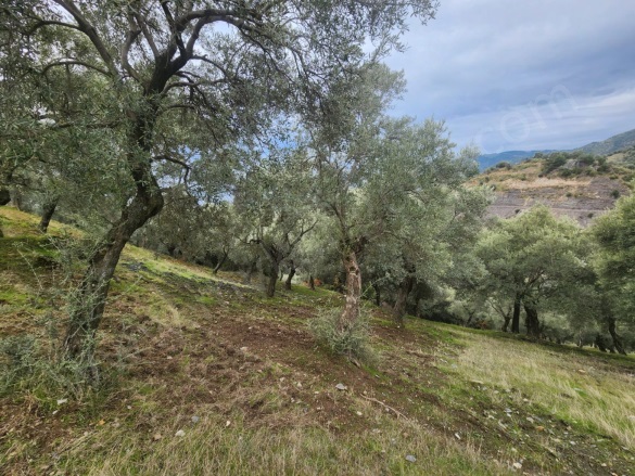 Konuklu Mah. Efeler Satılık Arsa |  6025M2 895.000Tl Resim-3