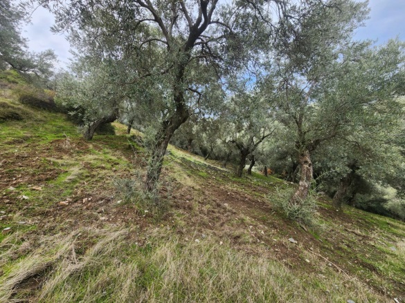 Konuklu Mah. Efeler Satılık Arsa |  6025M2 895.000Tl Resim-4