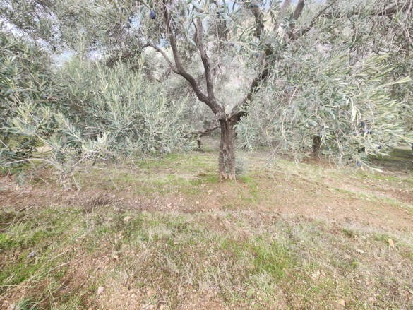 Konuklu Mah. Efeler Satılık Arsa |  6025M2 850.000Tl Resim-5