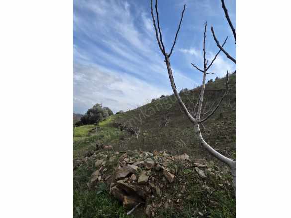 Satılık Bağ Gölcük Mahallesinde 5884M² incir Bahçesi Efeler