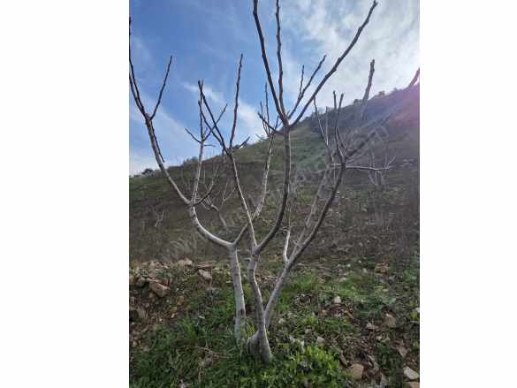 Satılık Bağ Gölcük Mahallesinnde 6953M² incir Bahçesi Efeler