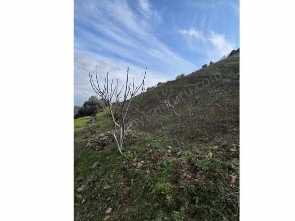 Satılık Bağ Gölcük Mahallesinde 3665 M² incir Bahçesi Efeler