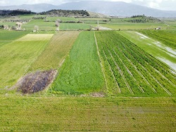 Çine Saraçlar Mah. Satılık Tarla 7068 M2