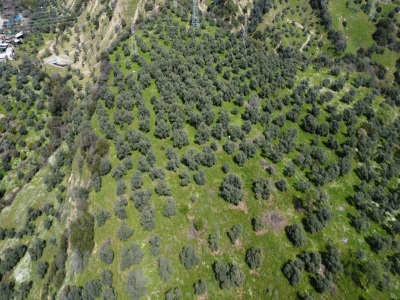 Mykangurudan Satılık Arazi Zeytınlık İmamköy 7 353M2 Efeler Mah