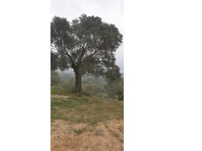 Satılık Arsa Kızılcaköyde 16 800 M² Zeytinlik Efeler Kızılcaköy Mah