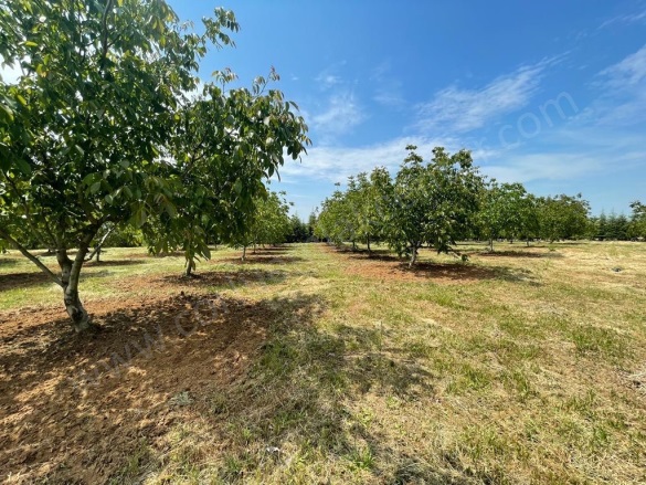 Paşa Mah-Büyükmandıra Köyü. Babaeski Satılık Tarla |  22100M2 4.500.000Tl İmarlı  Resim-5