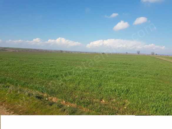 Kırklareli Bölgesinde 1200Dönüm Blok Tarım Arazisi Satılık Tarla Merkez Asılbeyli Köyü