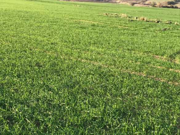 Tekirdağ Merkeze Yakın 270 Dönüm Tarla Satılık Arazi Süleymanpaşa Osmanlı Mah