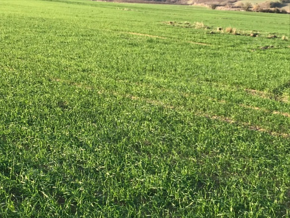 Osmanlı Mah. Süleymanpaşa Satılık Arazi |  270000M2 270.000.000Tl İmarlı  Resim-1