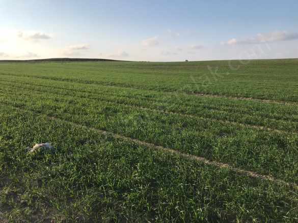 Tekirdağ Merkeze Yakın 270 Dönüm Tarla Satılık Arazi Süleymanpaşa Osmanlı Mah