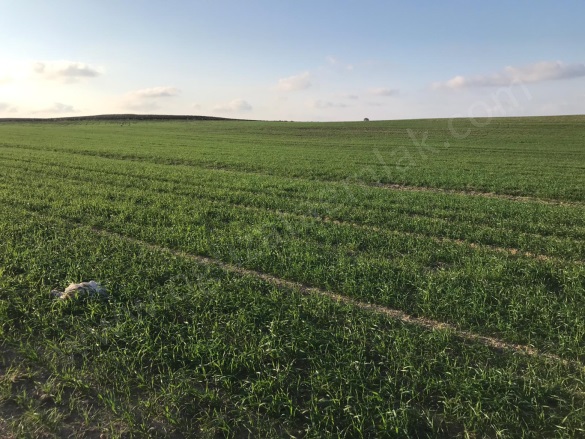 Osmanlı Mah. Süleymanpaşa Satılık Arazi |  270000M2 270.000.000Tl İmarlı  Resim-2