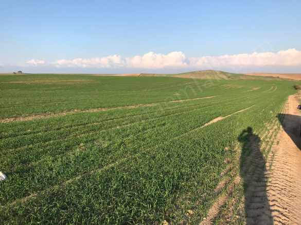 Tekirdağ Merkeze Yakın 270 Dönüm Tarla Satılık Arazi Süleymanpaşa Osmanlı Mah