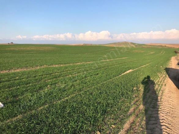 Osmanlı Mah. Süleymanpaşa Satılık Arazi |  270000M2 270.000.000Tl İmarlı  Resim-3