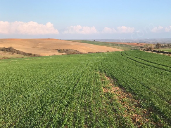 Osmanlı Mah. Süleymanpaşa Satılık Arazi |  270000M2 270.000.000Tl İmarlı  Resim-4