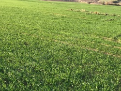 Süleymanpaşa Osmanlı Mah. Satılık Arazi 270000 M2