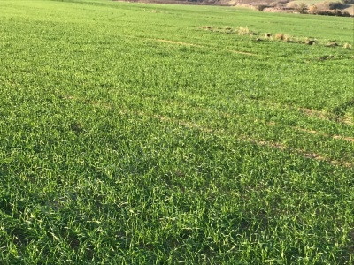 Tekirdağ Merkeze Yakın 270 Dönüm Tarla Satılık Arazi Süleymanpaşa Yağcı Mah