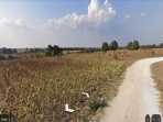 Tekirdağ Saray Büyükyoncalı Mah Satılık Arsa , 287 M2 Yolu Var Müstakil Evlerin Yakını