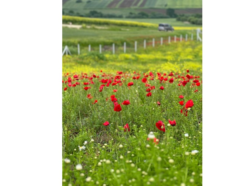 Silivri Fenerköyde Satılık Arsa , 6,590 M2 Yolu Var Hisseli