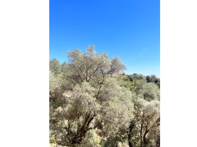 Aydın Çine Kasarda 80 Dönüm Verimli ! Satılık Zeytinlik Kasar Mah