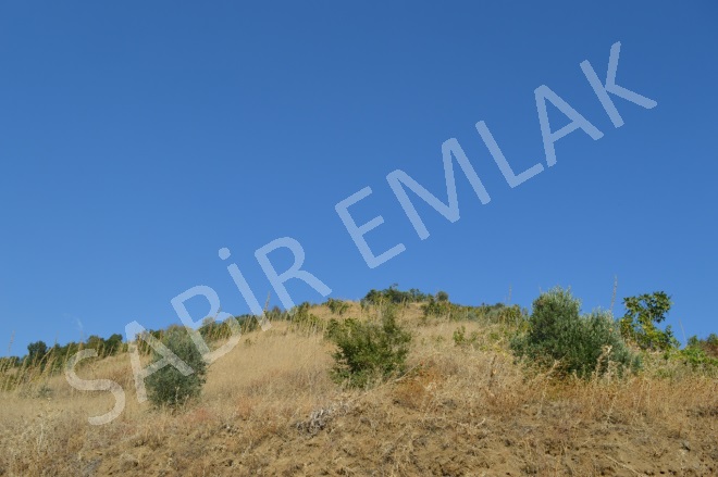 Eğrikavak Mah. Efeler Acil Satılık Tarla |  2282M2 275.000Tl Resim-2