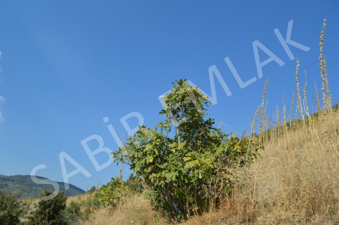 Eğrikavak Mah. Efeler Acil Satılık Tarla |  2282M2 275.000Tl Resim-3