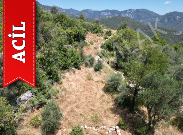Asmaca Mah. Alanya Acil Satılık Tarla |  212M2 600.000Tl Resim-3