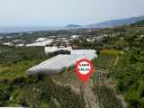 Alanya Yaylalı Satılık Tarla Muz Bahçesi Yatırımlık Mah 2217 M2