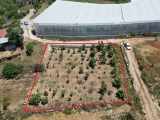 Alanya Demirtaş Satılık Tarla Muz Ve Avokado Ekili Mah 1000 M2